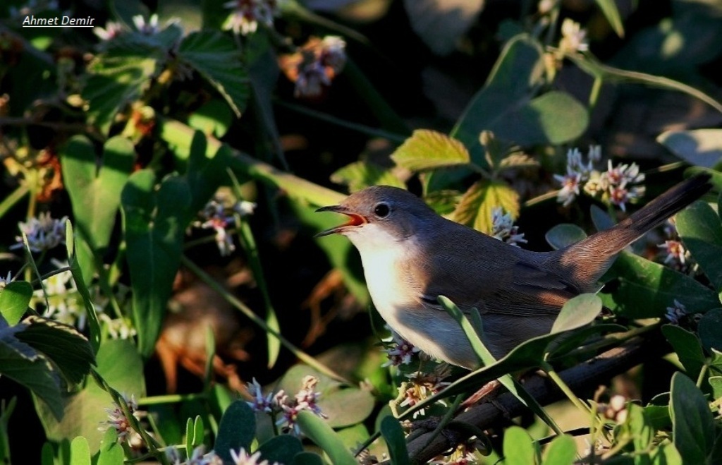 Sardinian Warbler